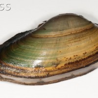 Swollen River Mussel